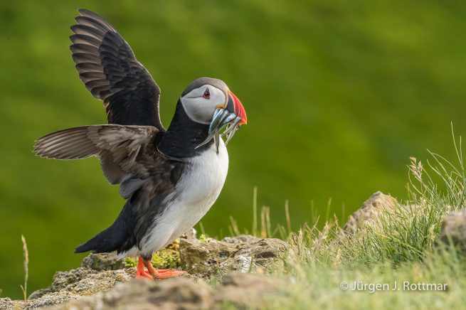 Färöer Inseln | Mykines | Papageientaucher (Puffin)