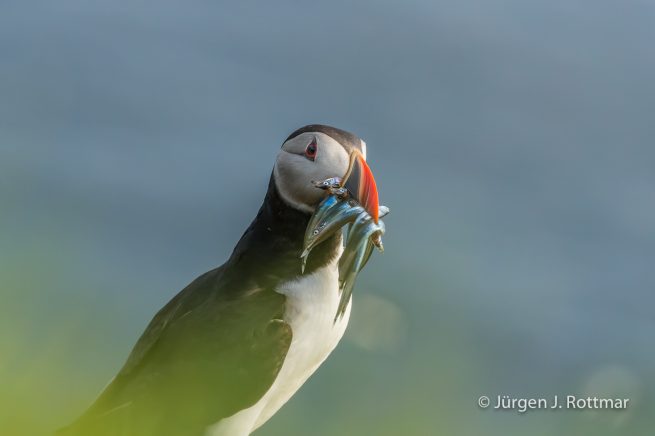 Färöer Inseln | Mykines | Papageientaucher (Puffin)