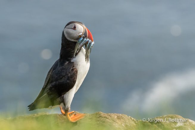 Färöer Inseln | Mykines | Papageientaucher (Puffin)