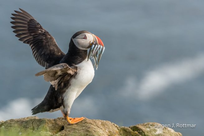 Färöer Inseln | Mykines | Papageientaucher (Puffin)