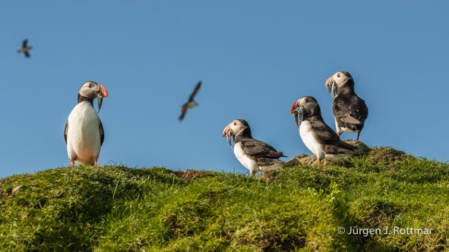 Färöer Inseln | Mykines | Papageientaucher (Puffin)