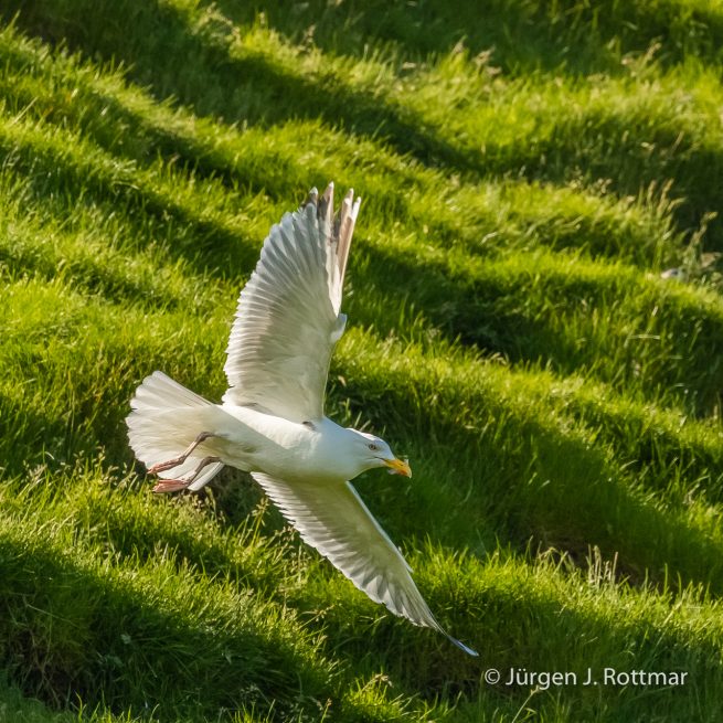 Färöer Inseln | Mykines | Polarmöwe (Iceland Gull)