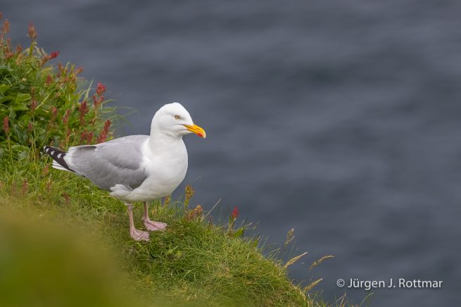 Färöer Inseln | Mykines | Polarmöwe (Iceland Gull)