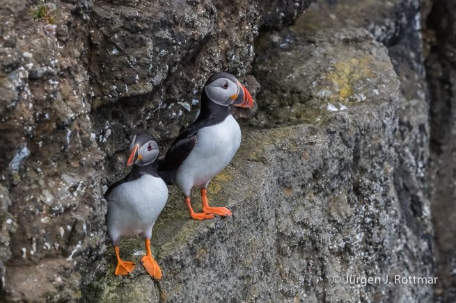Färöer Inseln | Suðuroy | Papageientaucher (Puffin)