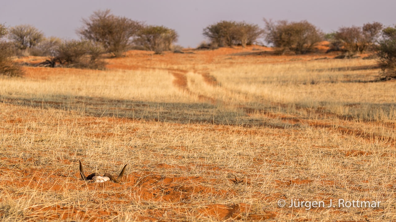 Wasserbüffelhorn in der Kalahari