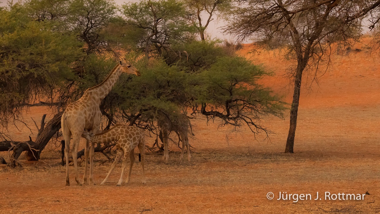 Giraffenmutter säugt Giraffenbaby