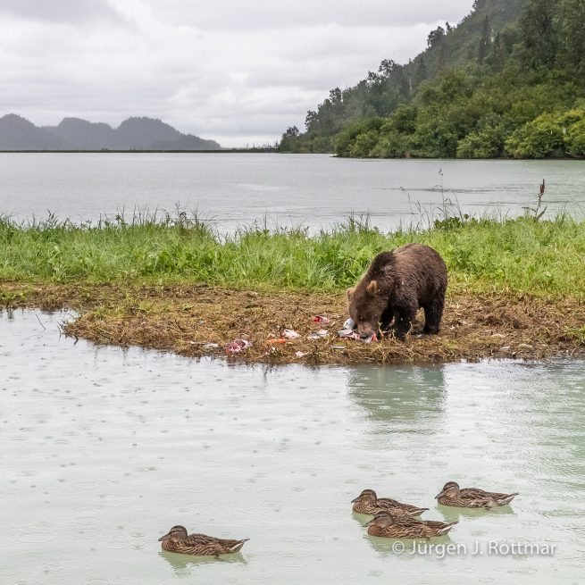 USA | Alaska | Big River Lake | Braunbär