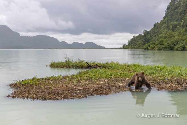 USA | Alaska | Big River Lake | Braunbär