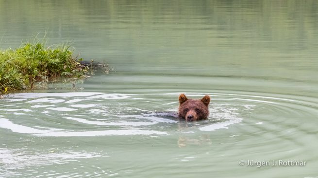 USA | Alaska | Big River Lake | Braunbär