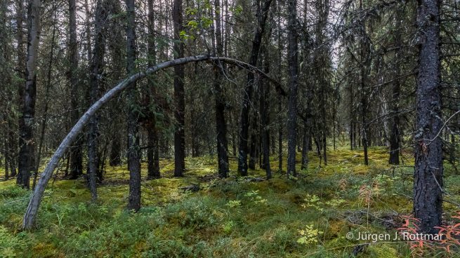 USA | Alaska | Denali National Park