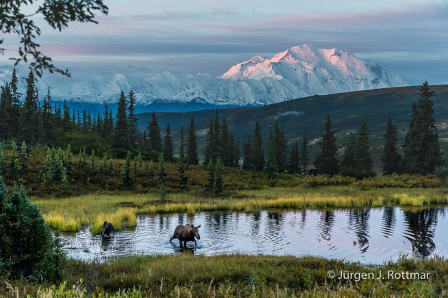 USA | Alaska | Denali National Park | Camp Denali | Mount Denali 6139m | Elch (Moose)