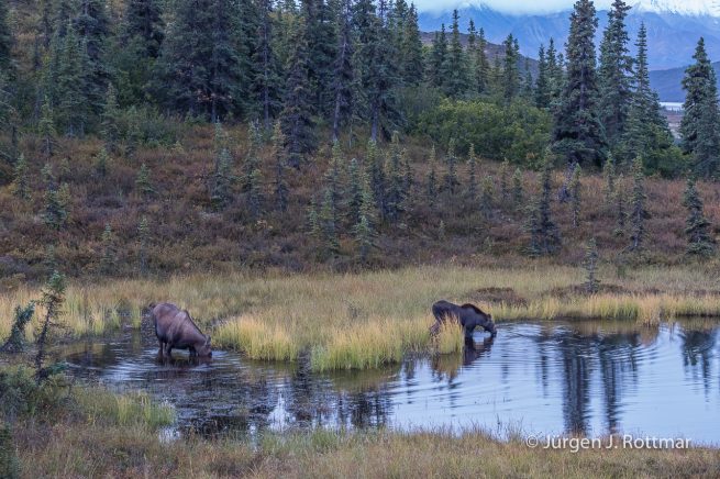 USA | Alaska | Denali National Park | Camp Denali | Elch (Moose)