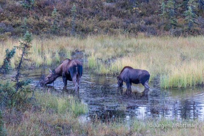 USA | Alaska | Denali National Park | Camp Denali | Elch (Moose)