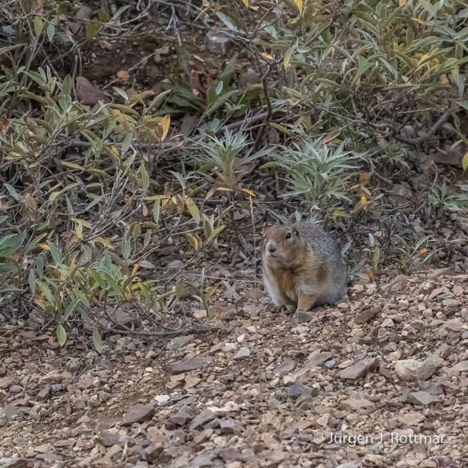 USA | Alaska | Denali National Park | Erdhörnchen (Ground Squirrel)