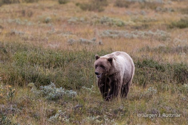 USA | Alaska | Denali National Park | Grizzlybär