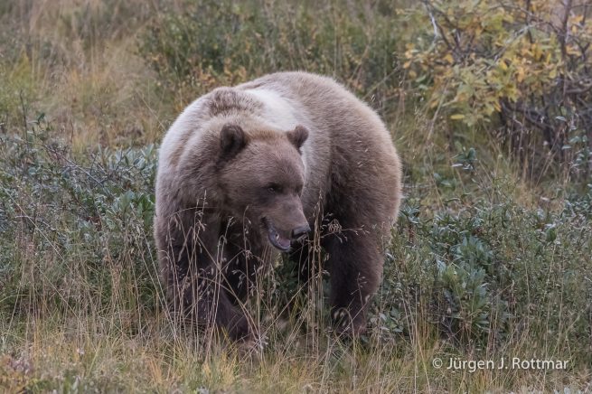 USA | Alaska | Denali National Park | Grizzlybär