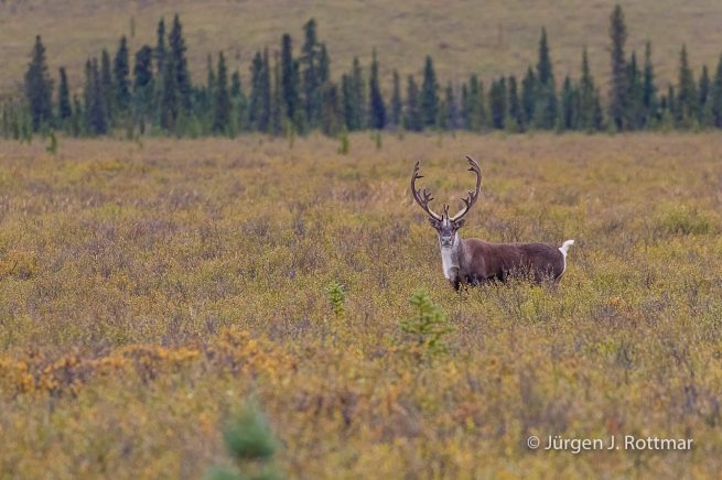 USA | Alaska | Denali National Park | Rentier (Caribou)
