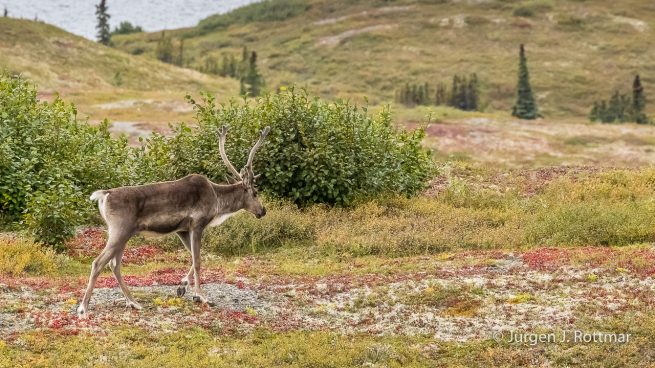USA | Alaska | Denali National Park | Rentier (Caribou)