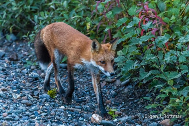 USA | Alaska | Denali National Park | Rotfuchs (Red Fox)
