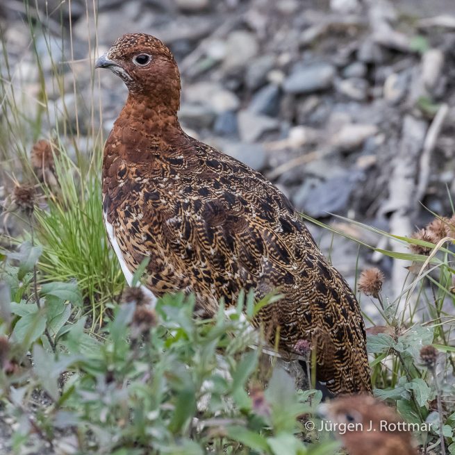 USA | Alaska | Denali National Park | Schneehuhn (Willow Ptarmigan)