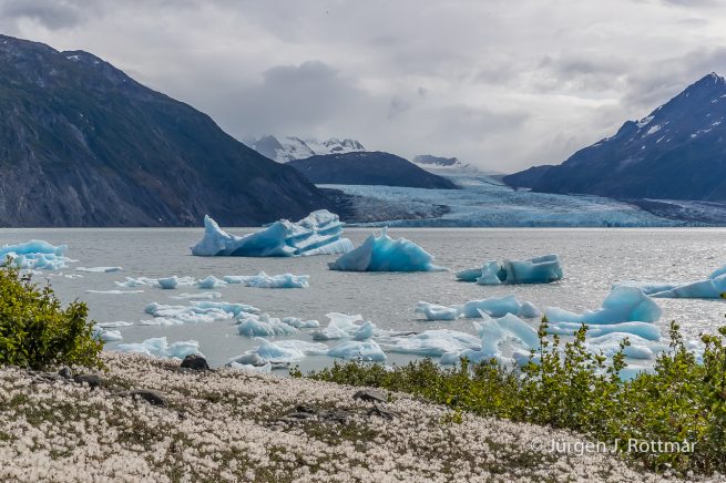 USA | Alaska | Gletscherlagune | Inner Lake George | vor dem Colony Gletscher
