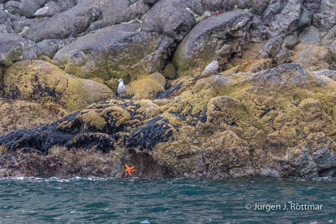 USA | Alaska | Kenai Halbinsel | Seesterne