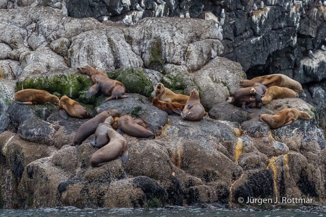 USA | Alaska | Kenai Halbinsel | Stellerscher Seeloewe (Steller-Sealion)