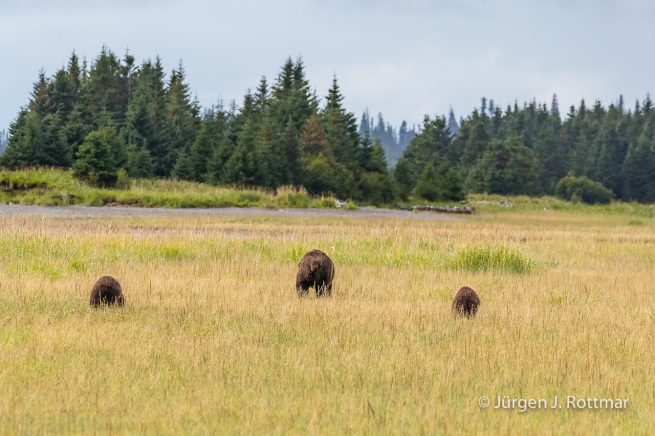 USA | Alaska | Lake Clark National Park | Braunbär
