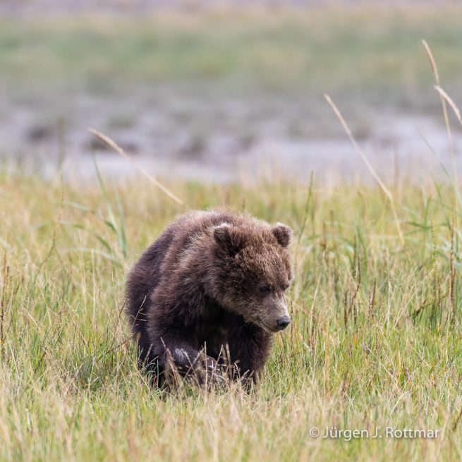 USA | Alaska | Lake Clark National Park | Braunbär