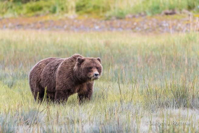 USA | Alaska | Lake Clark National Park | Braunbär