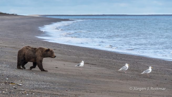 USA | Alaska | Lake Clark National Park | Braunbär