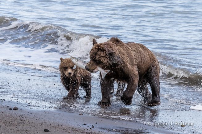 USA | Alaska | Lake Clark National Park | Braunbär