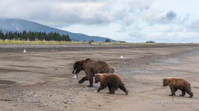 USA | Alaska | Lake Clark National Park | Braunbär