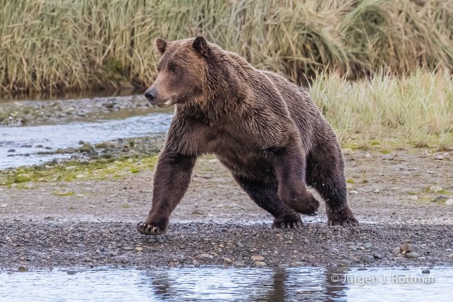 USA | Alaska | Lake Clark National Park | Braunbär