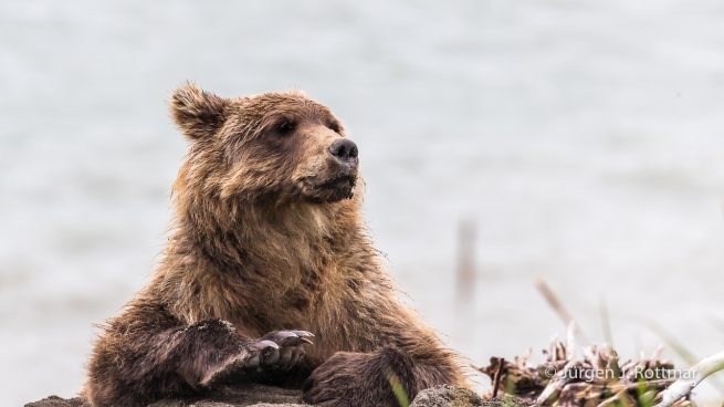 USA | Alaska | Lake Clark National Park | Braunbär