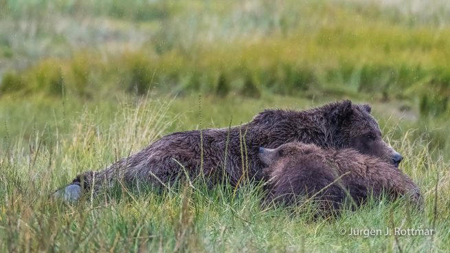 USA | Alaska | Lake Clark National Park | Braunbär
