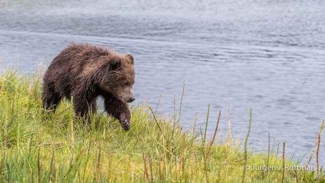 USA | Alaska | Lake Clark National Park | Braunbär