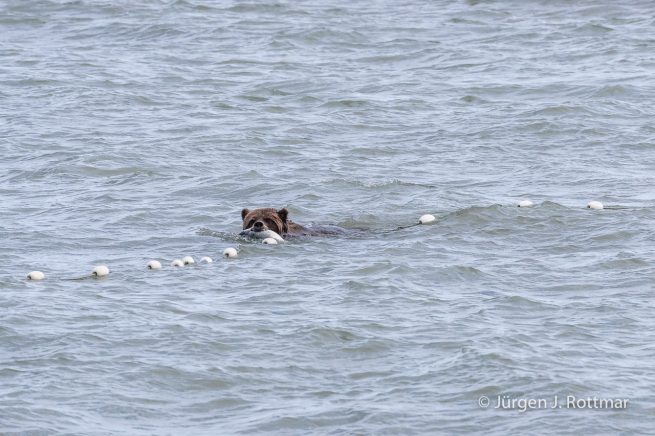 USA | Alaska | Lake Clark National Park | Braunbär