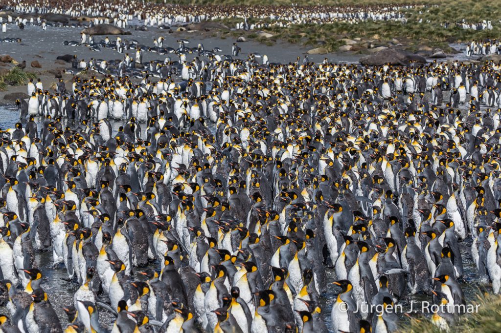 Königspinguine (King Penguins), Gold Harbour