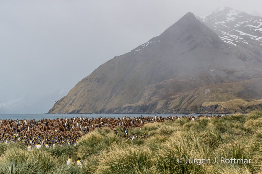 Königspinguine mit Jungen (King Penguins with Chicks), Gold Harbour