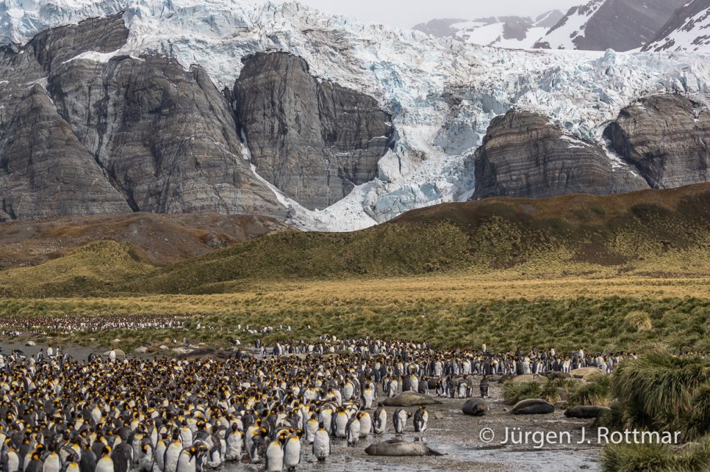Königspinguine mit Jungen (King Penguins with Chicks), Gold Harbour