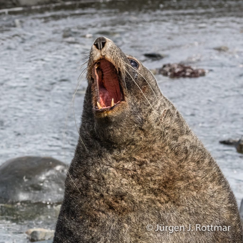 Seebär (Fur Seal), Gold Harbour