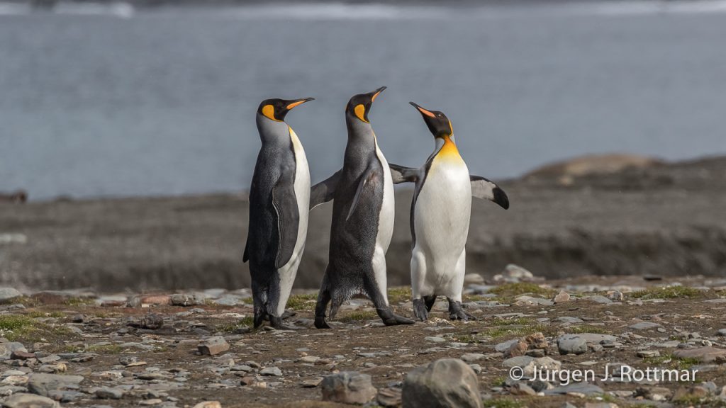 Königspinguine (King Penguins), St. Andrews Bay