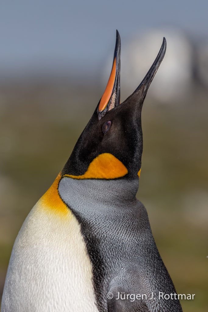 Königspinguin (King Penguin), St. Andrews Bay