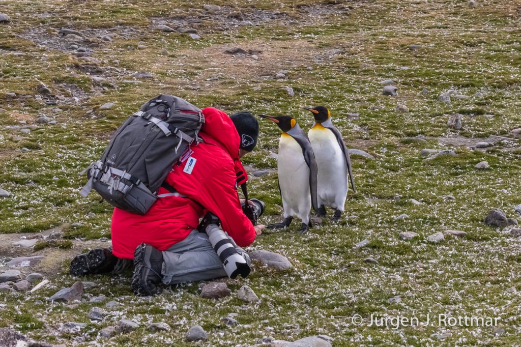 Königspinguine (King Penguins) bedrängen meinen Freund Speedy, St. Andrews Bay