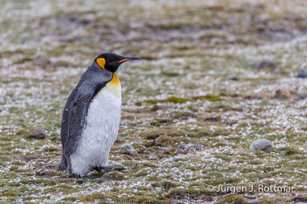 Königspinguin (King Penguin), St. Andrew Bay