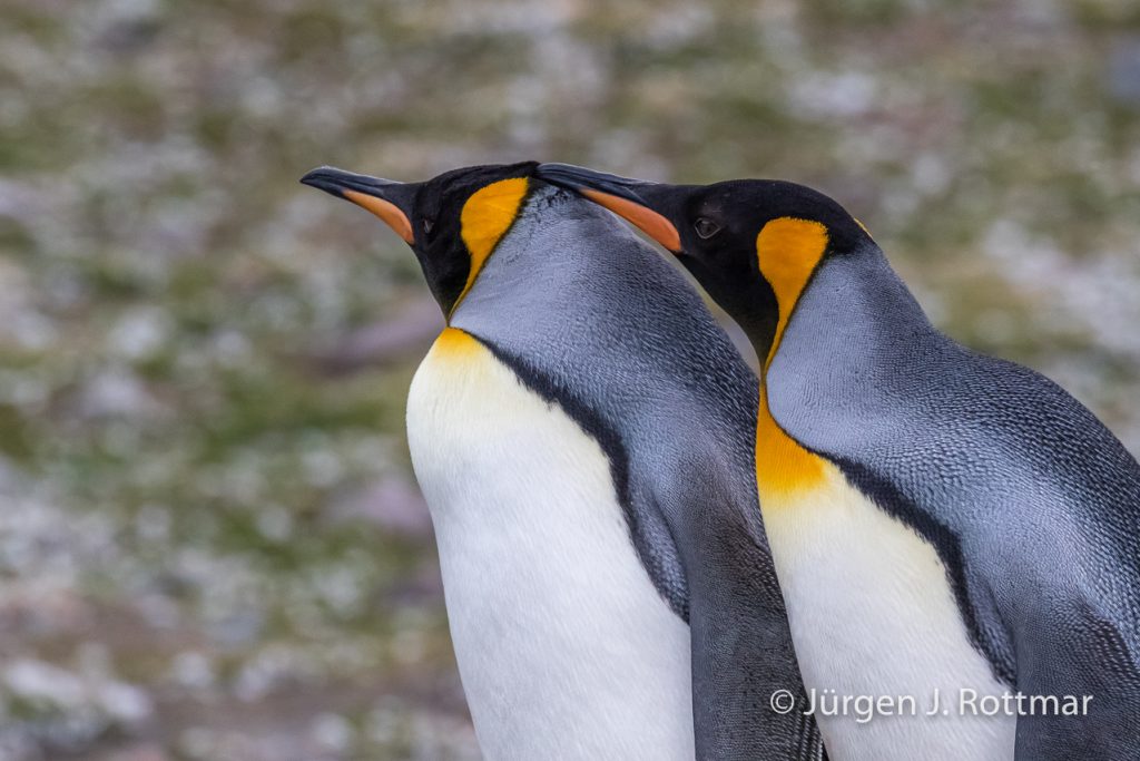Königspinguine (King Penguins), St. Andrew Bay