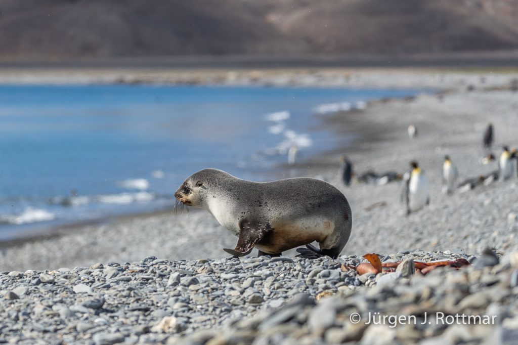 Seebär (Fur Seal), Fortuna Bay