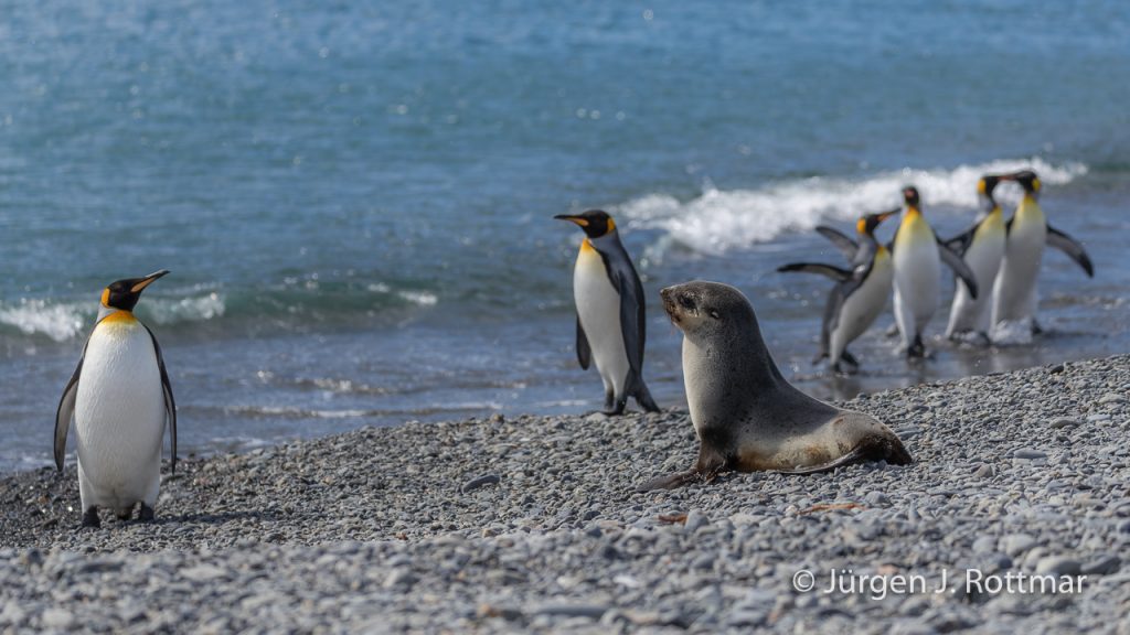 Königspinguine und Seebär (King Penguins and Fur Seals)), Fortuna Bay