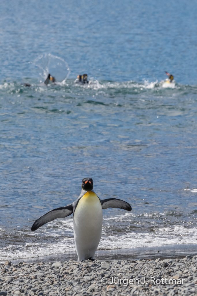 Königspinguine (King Penguins), Fortuna Bay